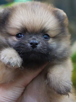 ปอมเมอเรเนียน เพศผู้