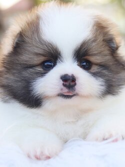 ปอมเมอเรเนียน เพศเมียสีแฟนซี