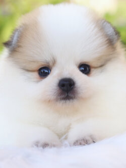 ปอมเมอเรเนียน เพศเมียสีแฟนซีเกรดโชว์