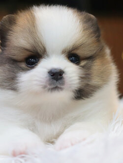 ปอมเมอเรเนียน เพศเมียสีแฟนซี