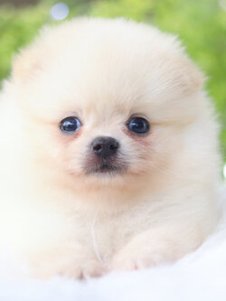 ปอมเมอเรเนียน เพศผู้สีขาวครีม