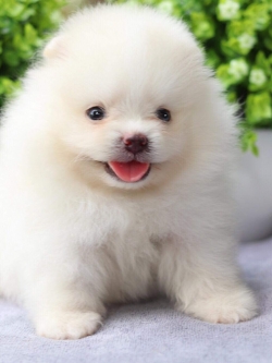 ปอมเมอเรเนียน เพศผู้