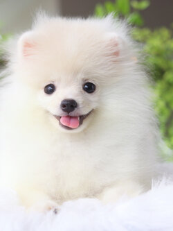 ปอมเมอเรเนียน เพศเมียสีขาวครีม