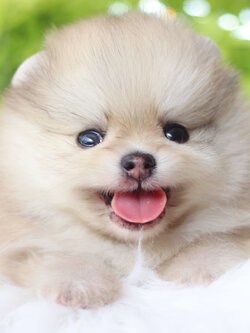 ปอมเมอเรเนียน เพศผู้สีส้ม