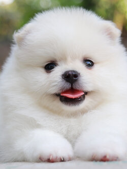 ปอมเมอเรเนียน เพศผู้ขาว