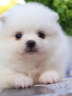 ปอมเมอเรเนียน เพศผู้