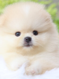 ปอมเมอเรเนียน เพศผู้ สีครีมเกรดโชว์