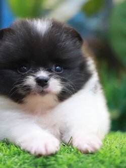 ปอมเมอเรเนียน เพศผู้ แฟนซีขาวดำ