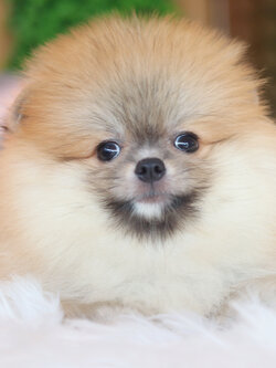 ปอมเมอเรเนียน เพศผู้สีส้ม