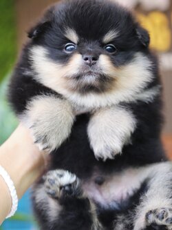 ปอมเมอเรเนียน เพศผู้แบล็คแทน เกรดโชว์