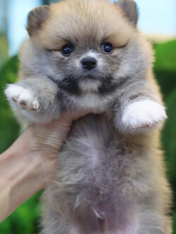 ปอมเมอเรเนียน เพศผู้ สีส้ม