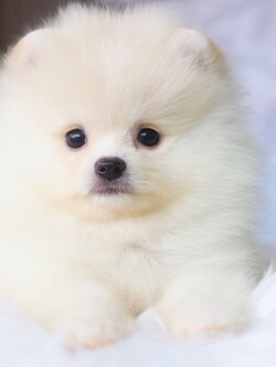 ปอมเมอเรเนียน เพศผู้สีขาวครีม