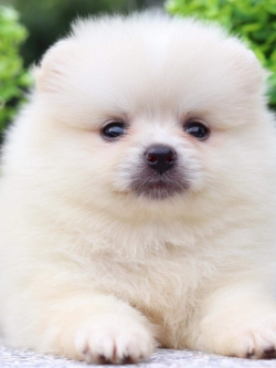 ปอมเมอเรเนียน เพศเมีย