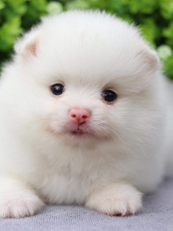 ปอมเมอเรเนียน เพศผู้