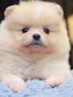 ปอมเมอเรเนียน เพศผู้ สีครีม