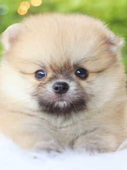 ปอมเมอเรเนียน เพศผู้ สีส้ม