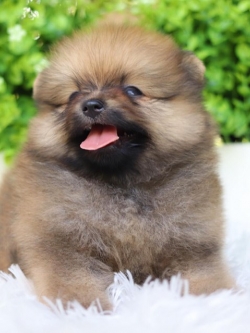 ปอมเมอเรเนียน เพศผู้