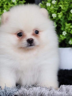 ปอมเมอเรเนียน เพศผู้