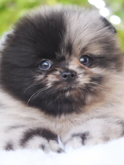 ปอมเมอเรเนียน เพศผู้ สีเมอร์เร่