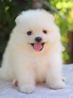 ปอมเมอเรเนียน เพศผู้