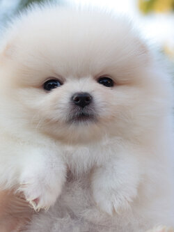 ปอมเมอเรเนียน เพศผู้ สีขาวครีม หน้าตุ๊กตา