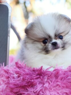 ปอมเมอเรเนียน เพศผู้ แฟนซี ไซส์เล็ก