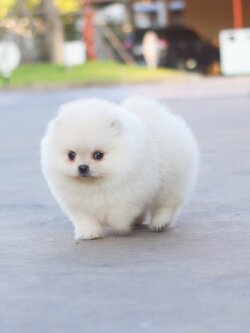 ปอมเมอเรเนียน เพศเมียสีขาวครีมเกรดโชว์