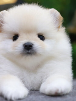 ปอมเมอเรเนียน เพศเมีย