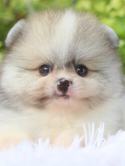 ปอมเมอเรเนียน เพศผู้ สีแฟนซี