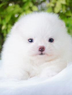 ปอมเมอเรเนียน เพศผู้ สีขาวครีม เกรดโชว์