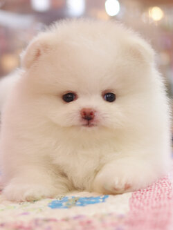 ปอมเมอเรเนียน เพศเมียสีขาวครีม เกรดโชว์