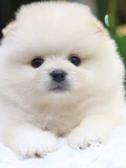 ปอมเมอเรเนียน เพศผู้ สีขาวครีม