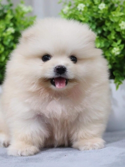 ปอมเมอเรเนียน เพศเมีย