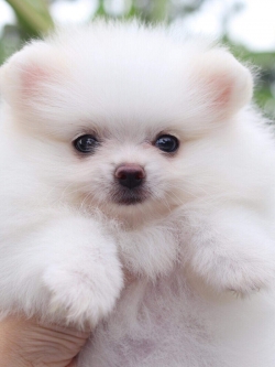 ปอมเมอเรเนียน เพศเมีย