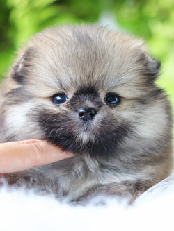 ปอมเมอเรเนียน เพศเมียสีส้ม