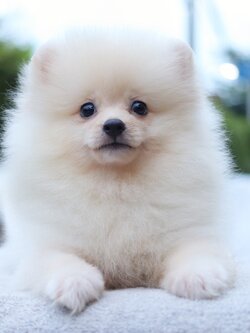 ปอมเมอเรเนียน เพศผู้ สีขาวครีม