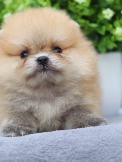 ปอมเมอเรเนียน เพศผู้หน้าหมี