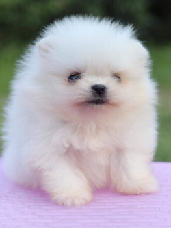 ปอมเมอเรเนียน เพศเมียทีคัพ