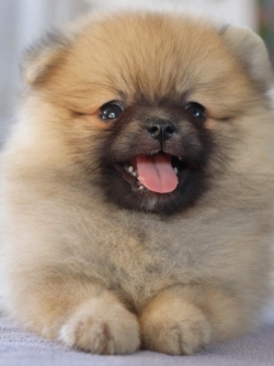 ปอมเมอเรเนียน เพศเมีย