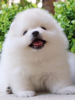 ปอมเมอเรเนียน เพศผู้