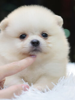 ปอมเมอเรเนียน เพศเมียสีขาวครีม