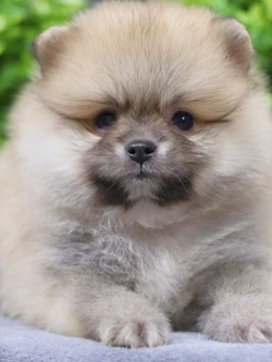 ปอมเมอเรเนียน เพศผู้