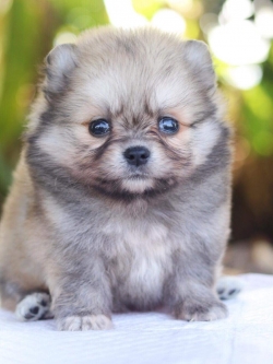 ปอมเมอเรเนียน เพศเมีย