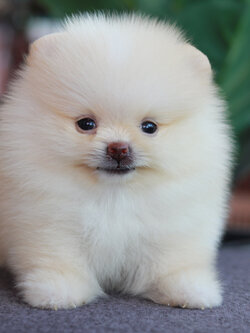 ปอมเมอเรเนียน เพศผู้ สีขาวครีม