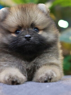 ปอมเมอเรเนียน เพศเมีย