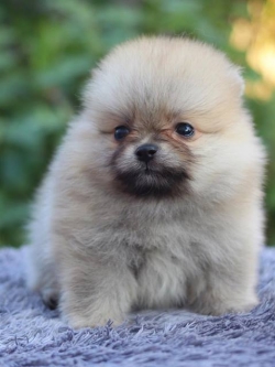 ปอมเมอเรเนียน เพศผู้