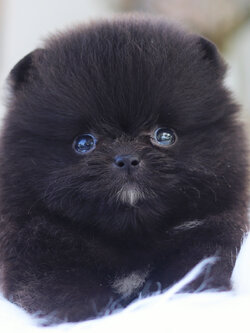 ปอมเมอเรเนียน เพศผู้สีดำ