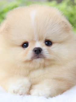 ปอมเมอเรเนียน เพศเมียสีครีม เกรดโชว์