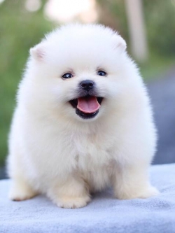 ปอมเมอเรเนียน เพศผู้สีขาว