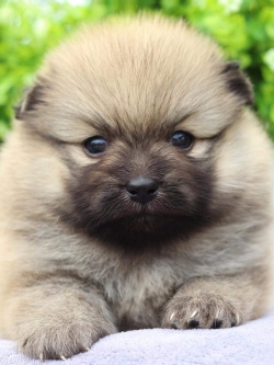 ปอมเมอเรเนียน เพศผู้